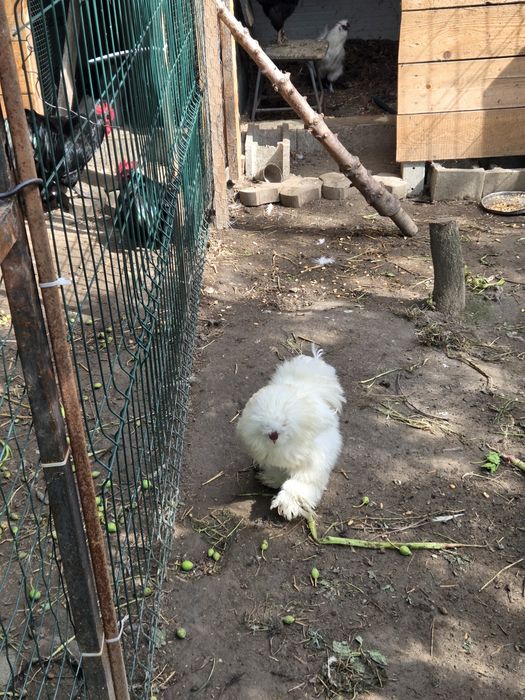 Vând cocoși de rasa