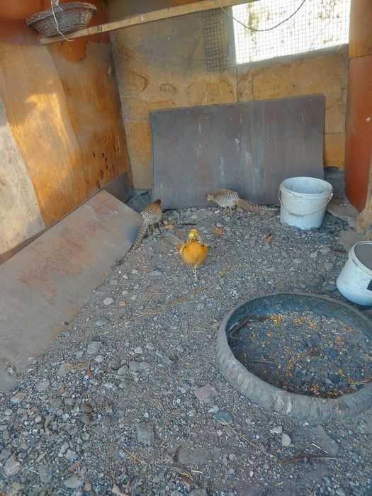 Лимонные фазаны семейка