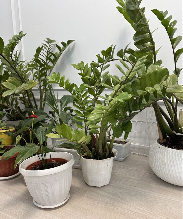 долларовое дерево (замиокулькас)