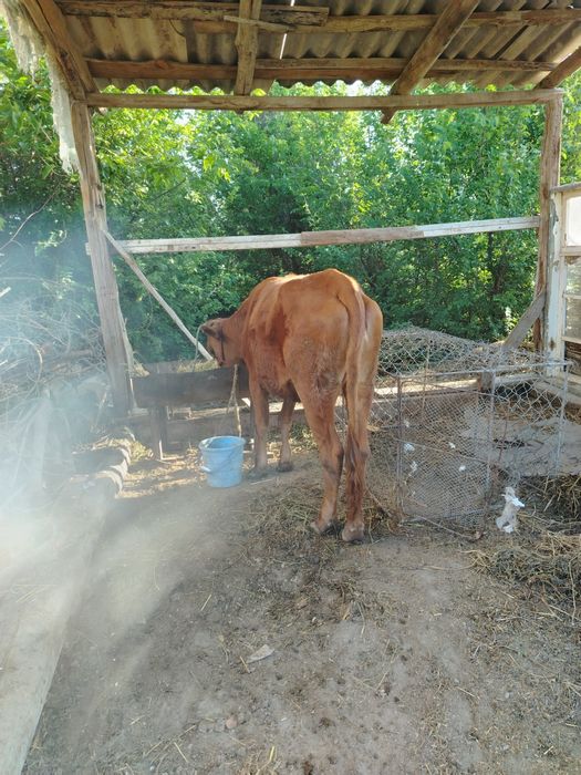 G'unojin sotiladi yeb ichishi sog'lig'i zur uyni moli manzil Kogon