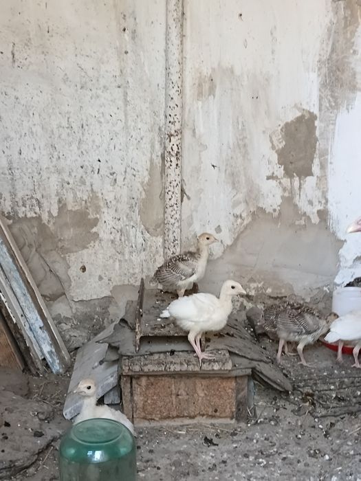 Продам молодых индюшат