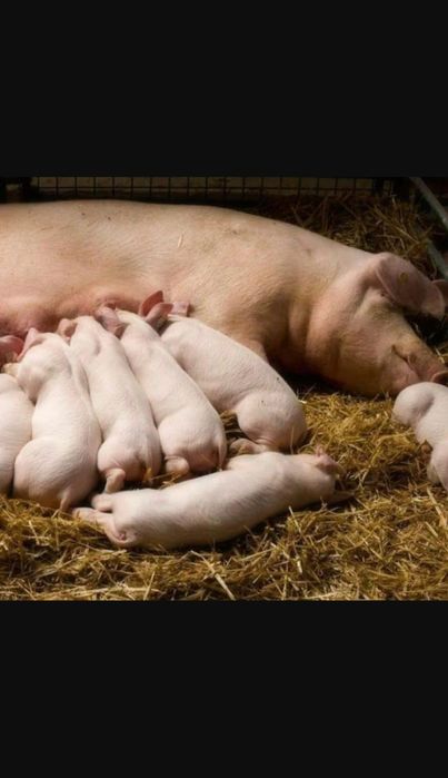 Продаются поросята.