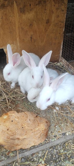 Haqiqiy toza Italiya hikol bolalari 2 ta sames sotiladi