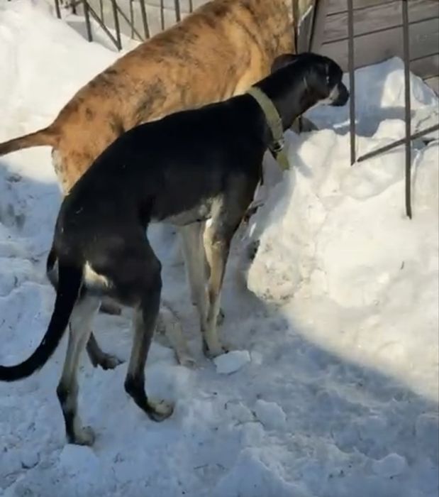 Продается щенок грейхаунд кабель