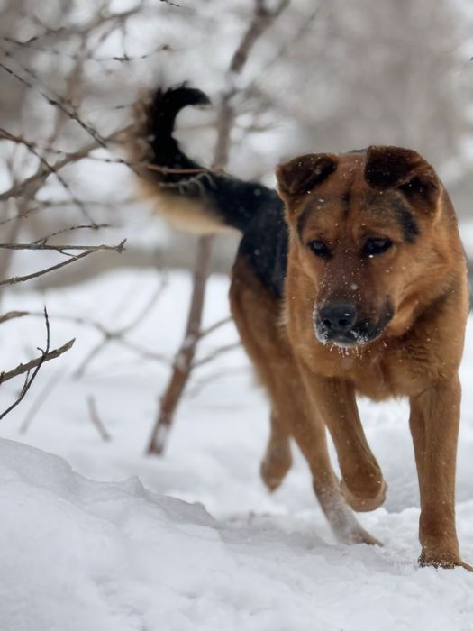 Найдена породистая собака