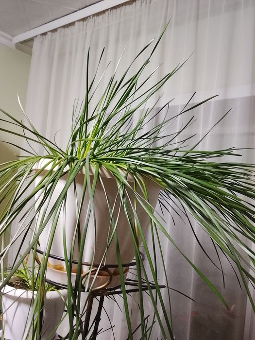 Продам цветы и стойку