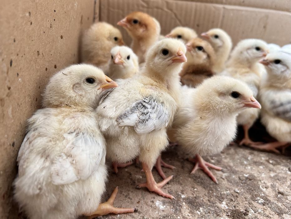 Цыплята смесь адлер