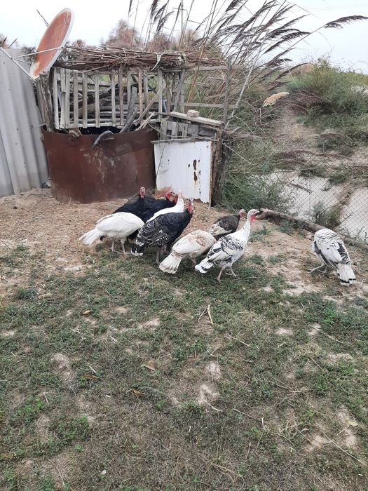 ундюктер сатылады