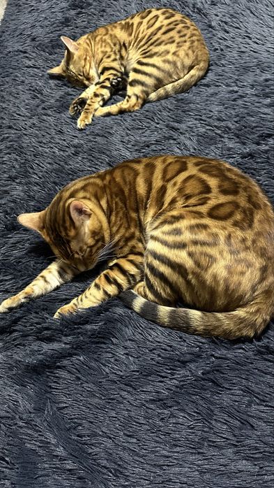 Продается бенгальского кота