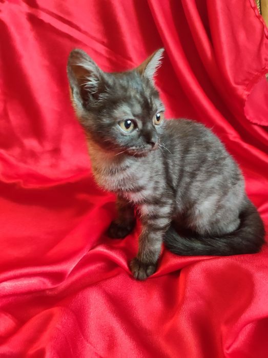 Котенок шотланка