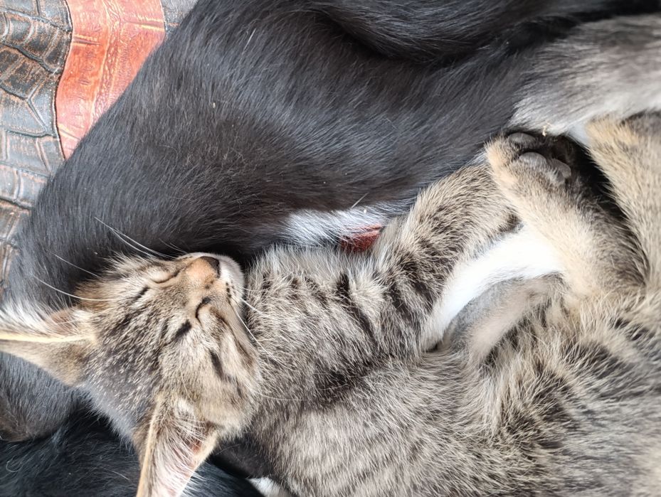 Mushuk bolalari beriladi