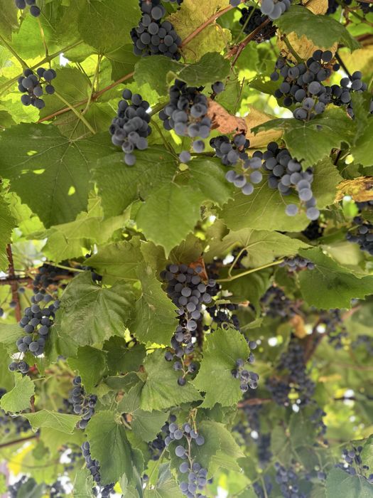 Виноград Изобелла