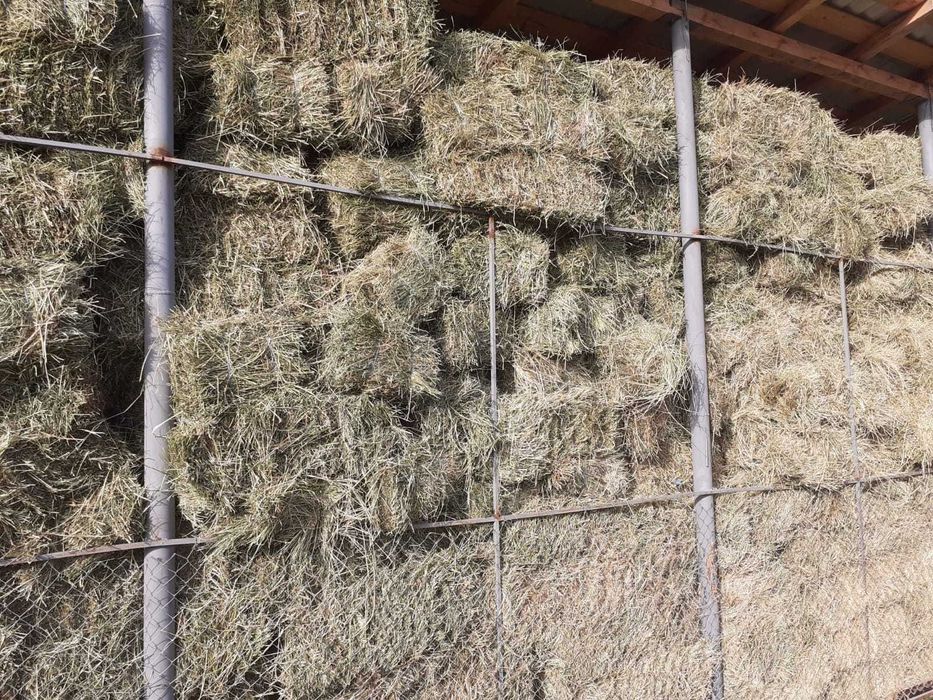 Baloti lucerna si baloti fan