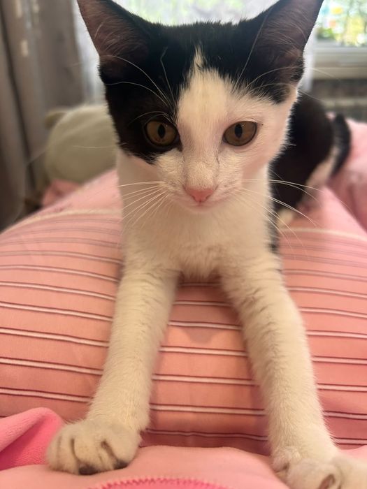 SOS ! Котёнок.  Даром !