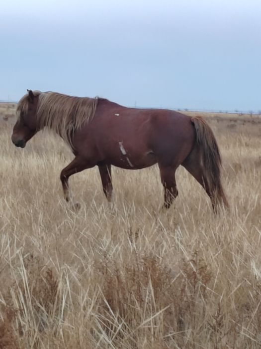 Айғыр, конь, Айгыр