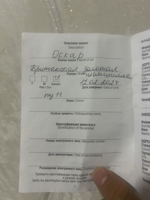 Кот золотая шиншила