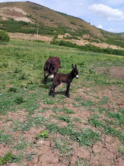 Vând măgărite fatate recent