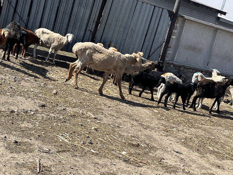 Продам кошкара 2 года