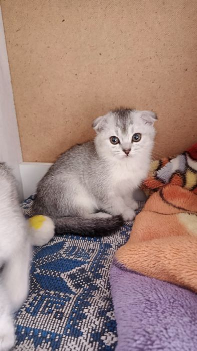 Продается Шиншилла