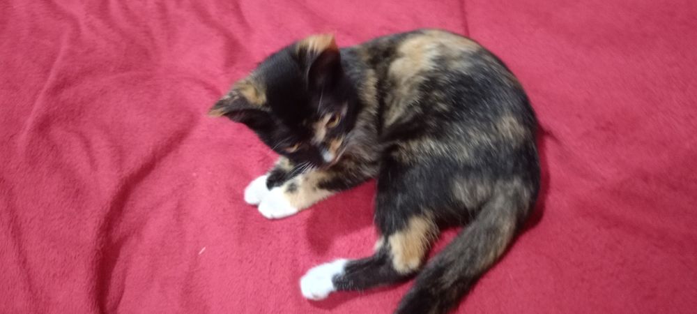 Котенок в добрые руки