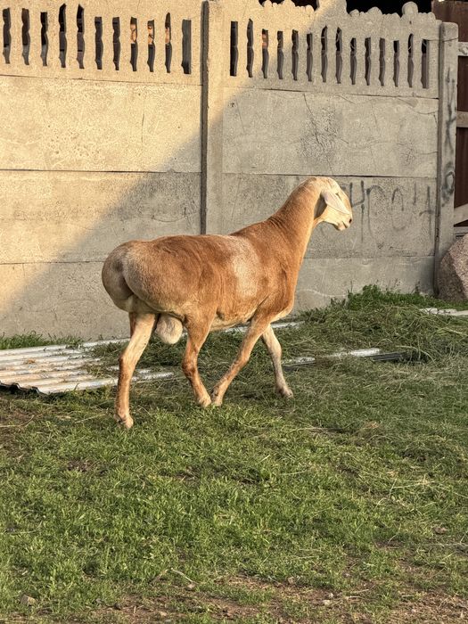 Продам баран на породу