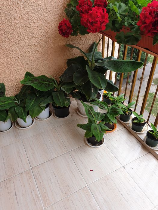 Продавам банани изгодно ПРОМОЦИЯ