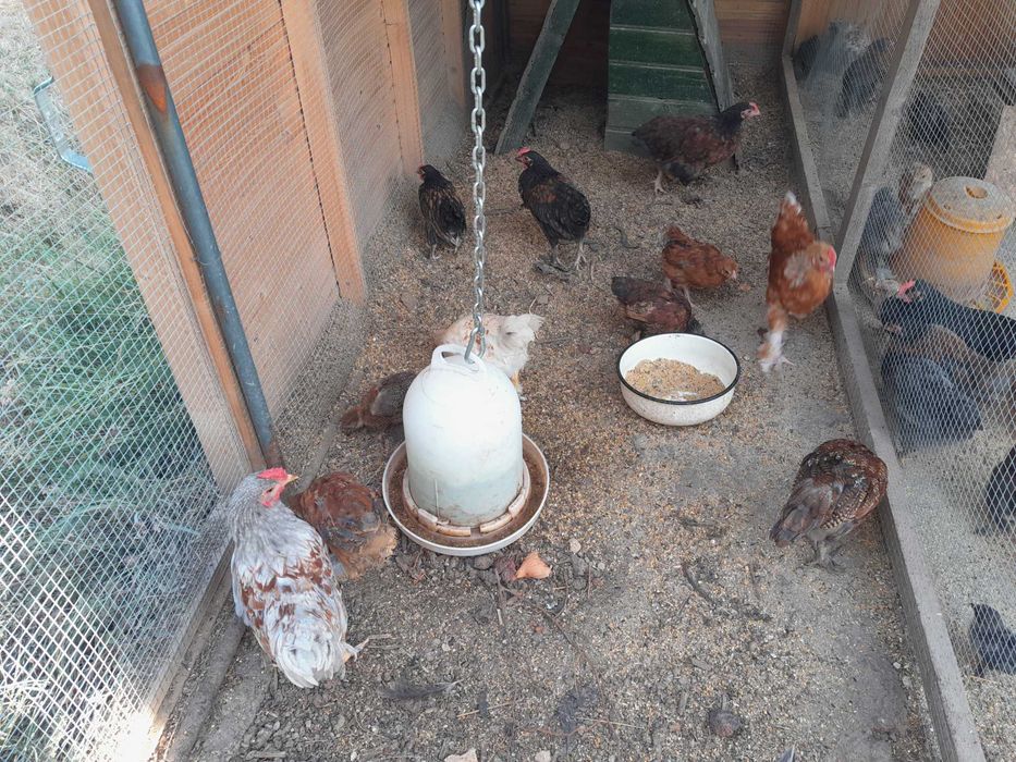17 cocos biologica