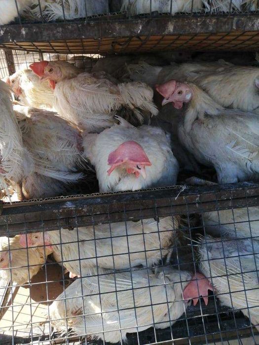 Куры несушки Белый Леггорн