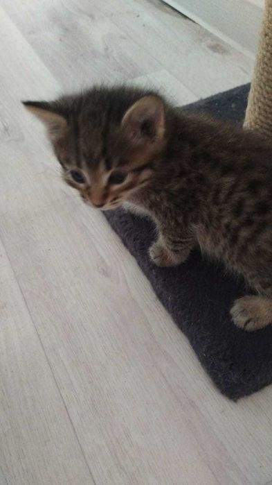 Котята (девочки) ищут дом