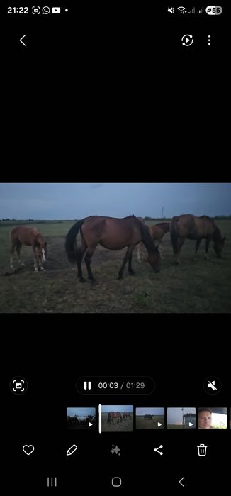 Кобыла Кобылы с жеребятами