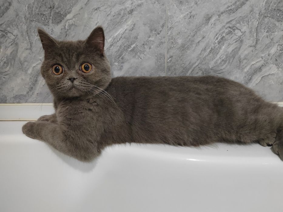 Скотиш страйт  сотилади