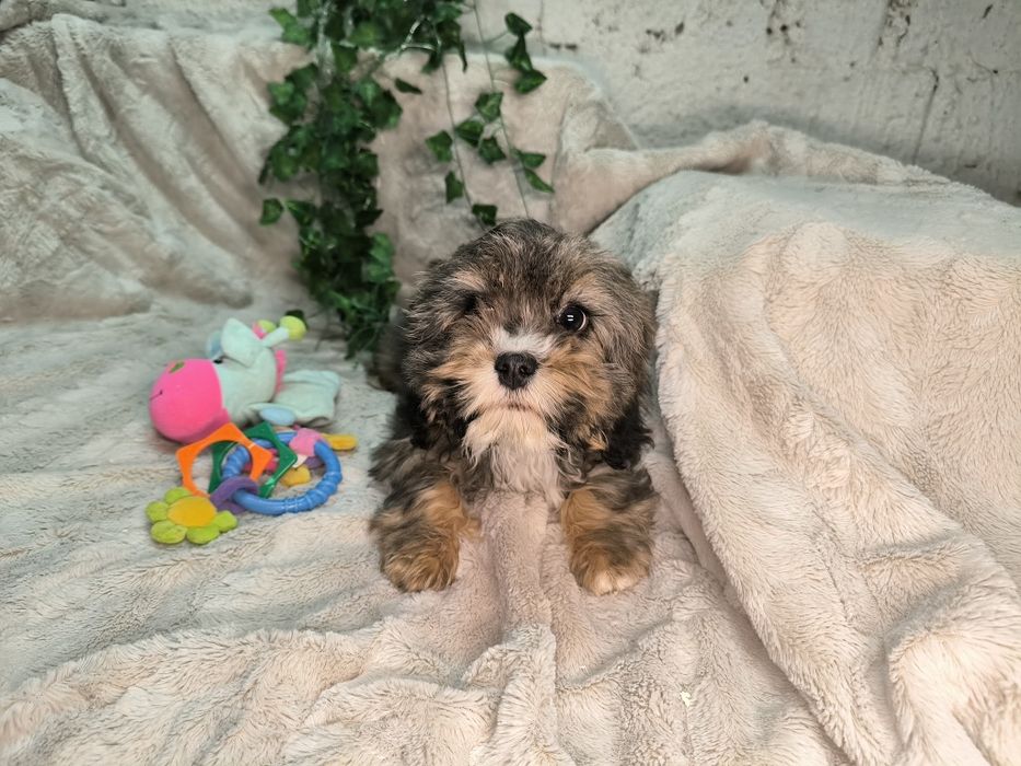 Vand baietel Cavapoo phantom.