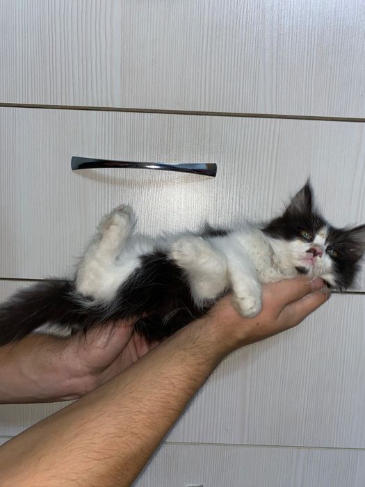 Отдам котят в хорошие руки