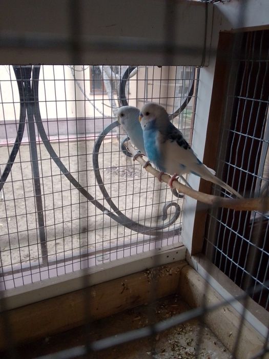 Продам папугаев Дешова