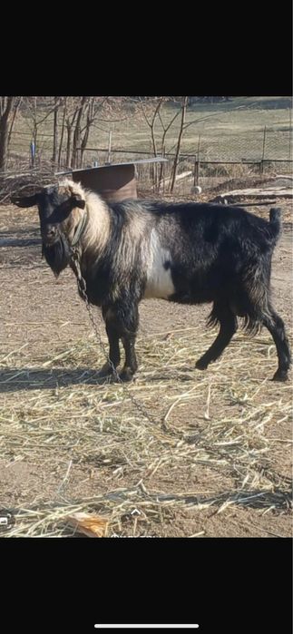 Теке Козел Теке