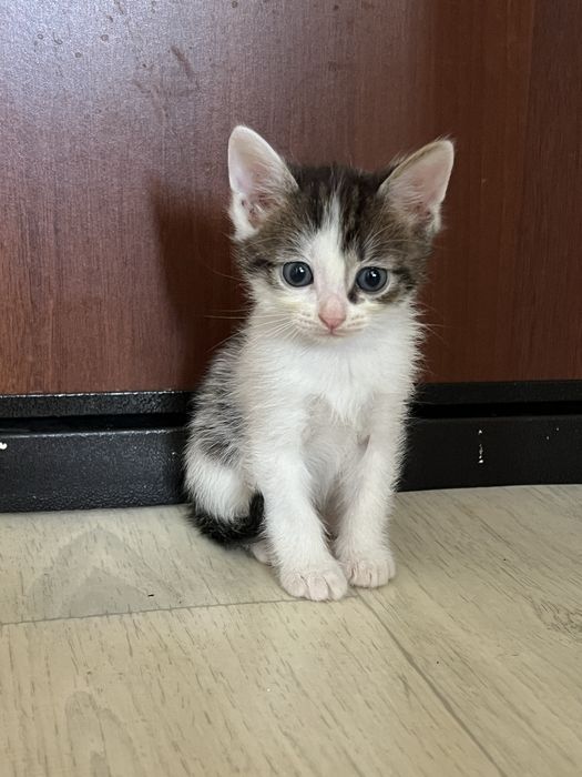 Котенки есть 1,5 месяцов девочка и мальчик