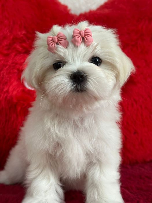 Мальтезе девочка готова к переезду