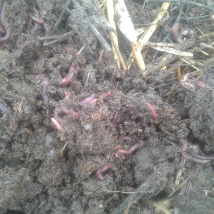 Калифорня чувалчанги сотилади