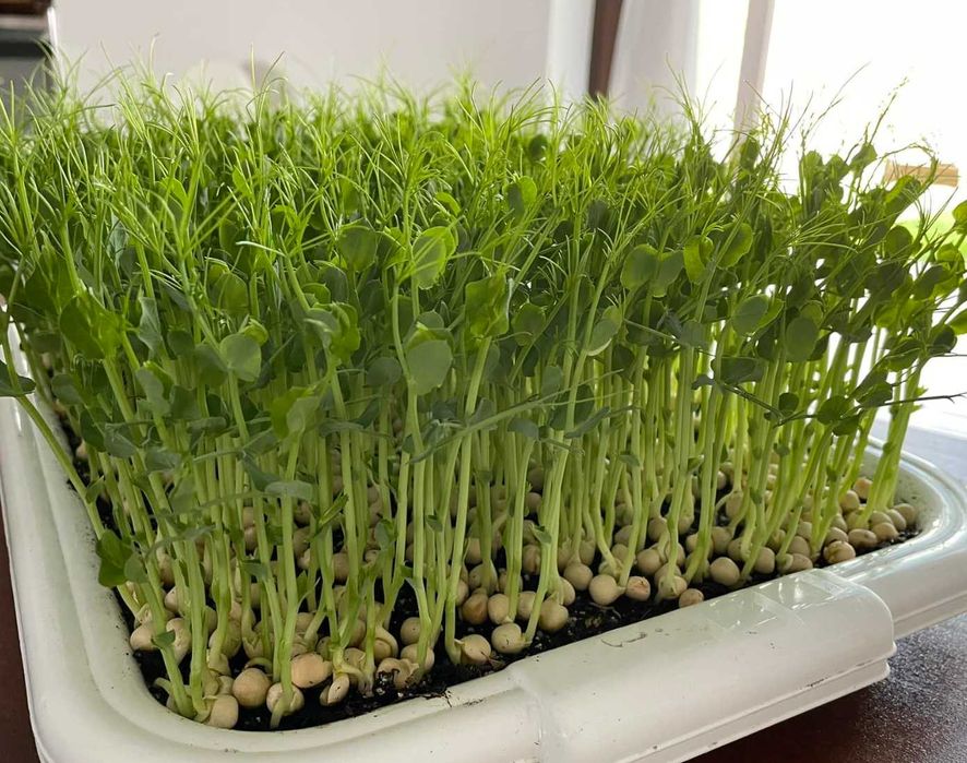 Semințe pentru Microplante – Mazăre, Broccoli, Floarea Soarelui