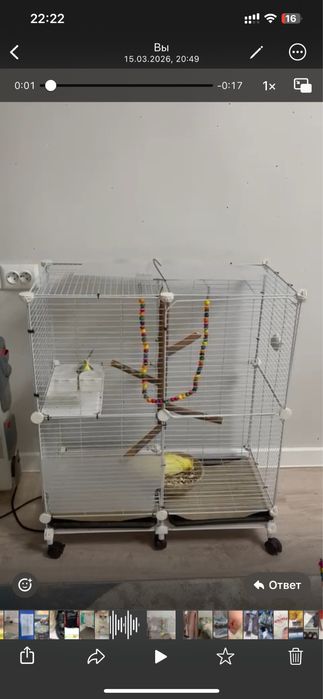 Попугай сатылады Корелла