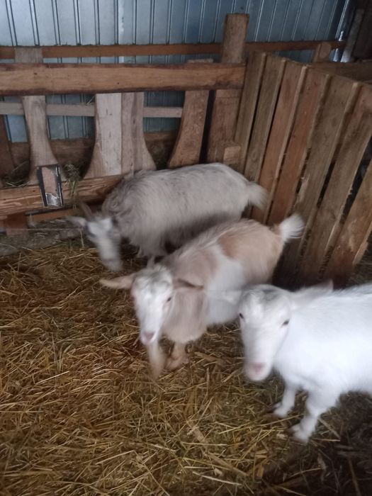 Vând capră gestantă, două iedițe de rasă și țap