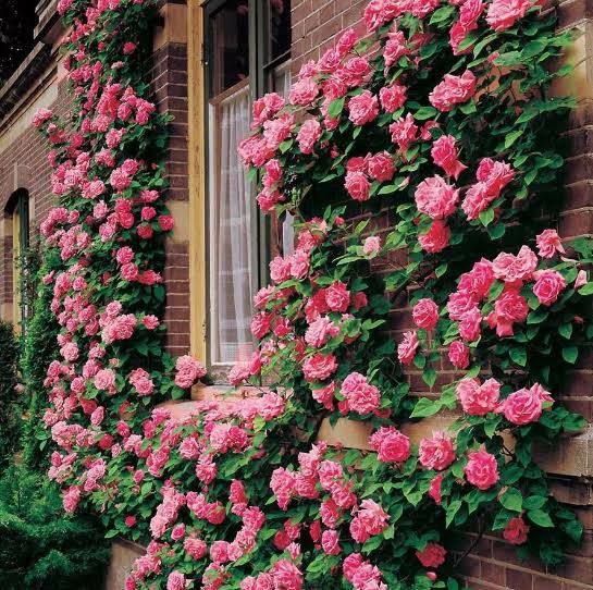 Vand trandafiri cataratori soi premiu