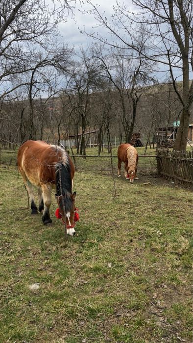 Vand doua manze de un an