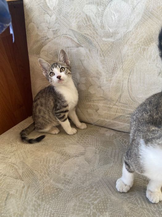 Pisic spre adopție