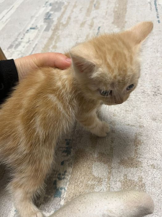 Котята британцы шотландцы