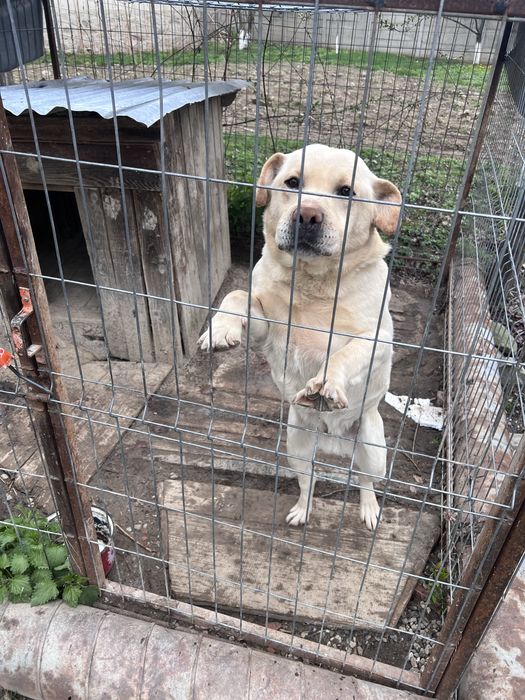 Donez câine labrador