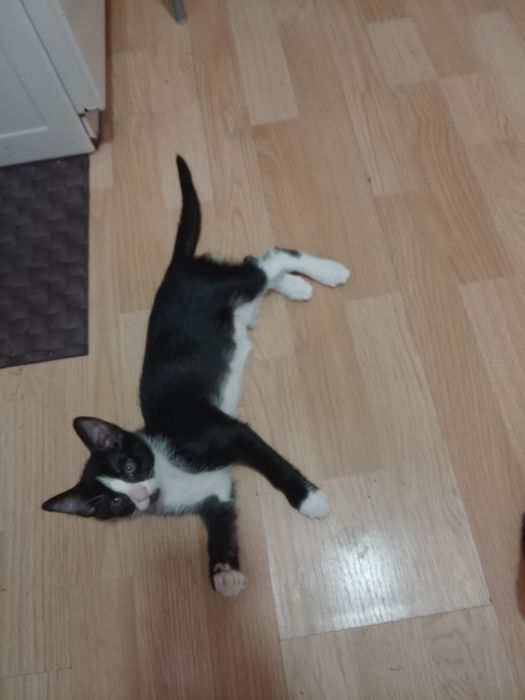 donez 3 pui de pisica doua pisicuțe și un motănel