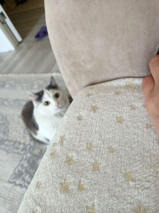 Отдам в добрые руки