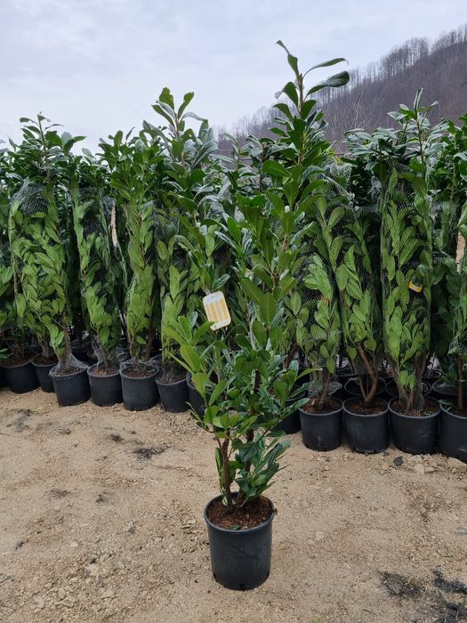 Laur englezesc stoc nou