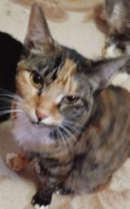 Бесплатно  кошки, коты. Котята подростки